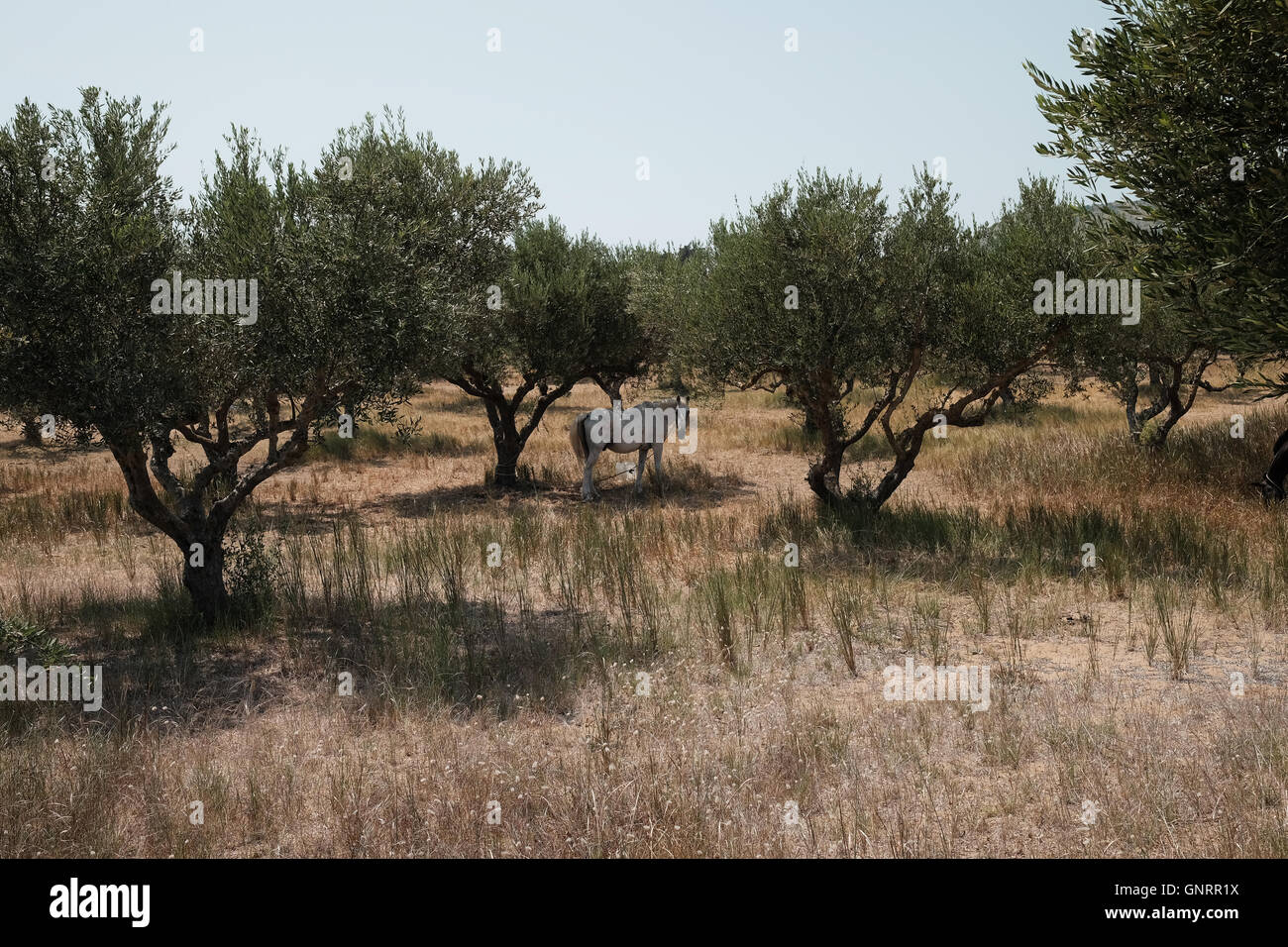 Un cavallo in ombra sotto gli alberi di oliva in Grecia Foto Stock