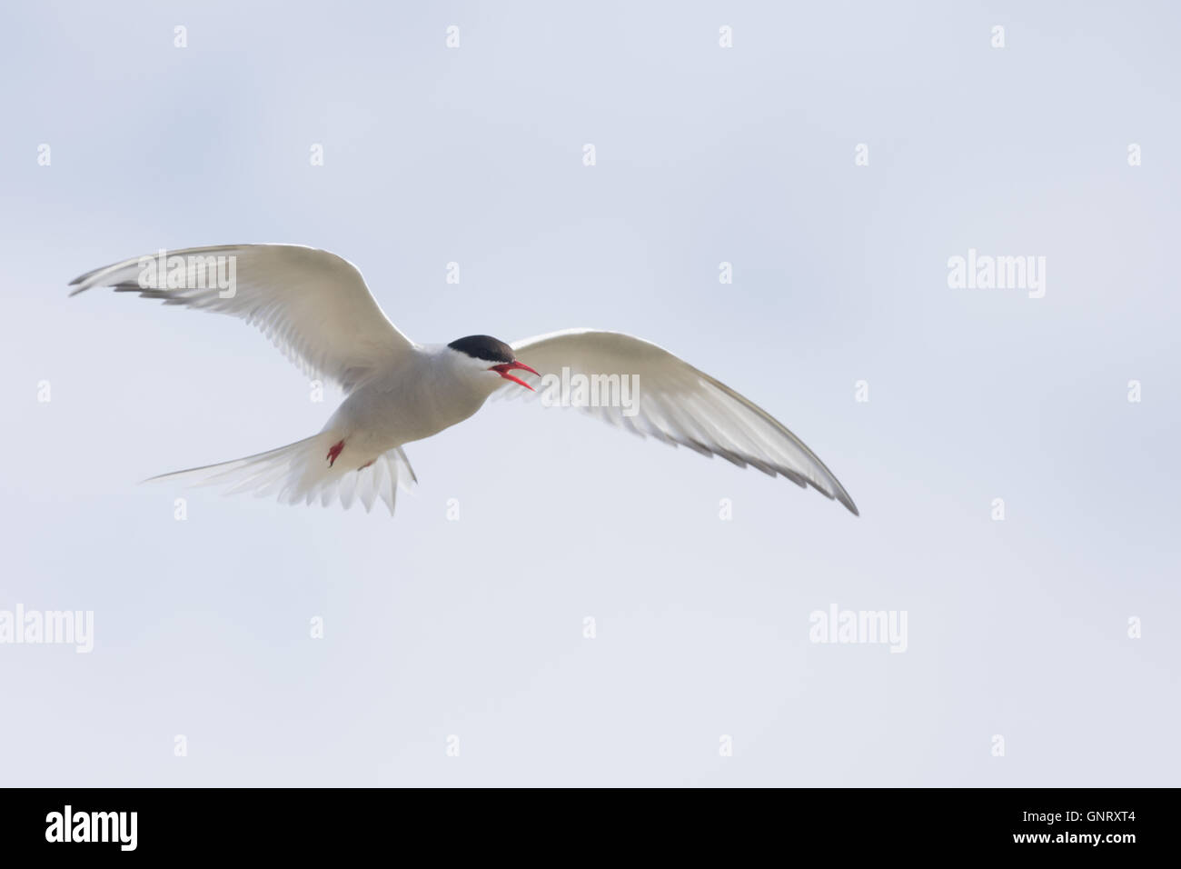 Arctic tern su una spiaggia nei Fiordi Occidentali, Islanda Foto Stock