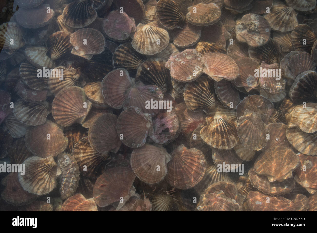Tobermory, Regno Unito, Big pectinids sulla costa Foto Stock