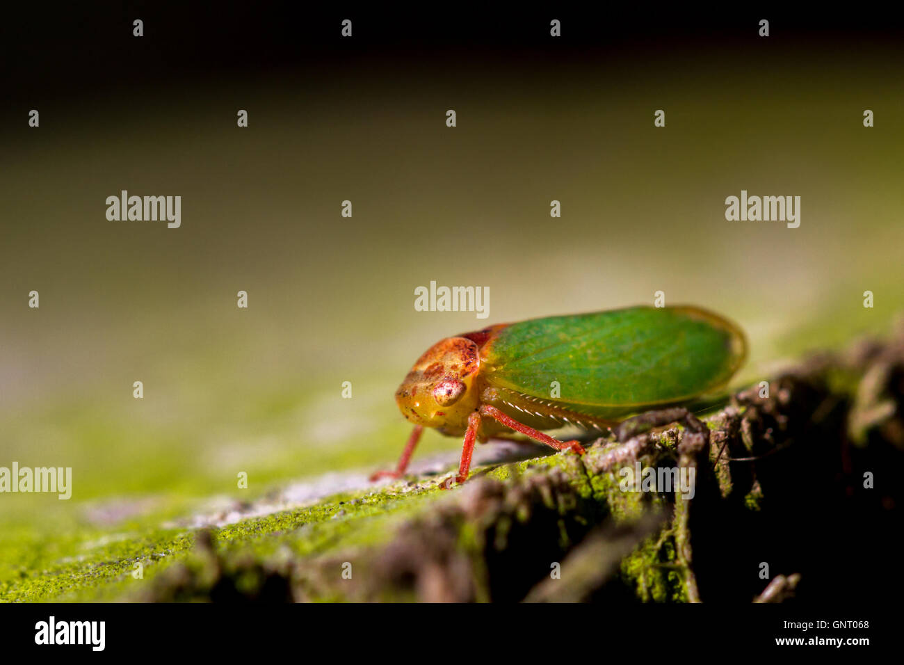Un grande e cospicua leafhopper, comune su oak. (Iassus lanio) Famiglia: Cicadellidae Yorkshire Regno Unito Foto Stock
