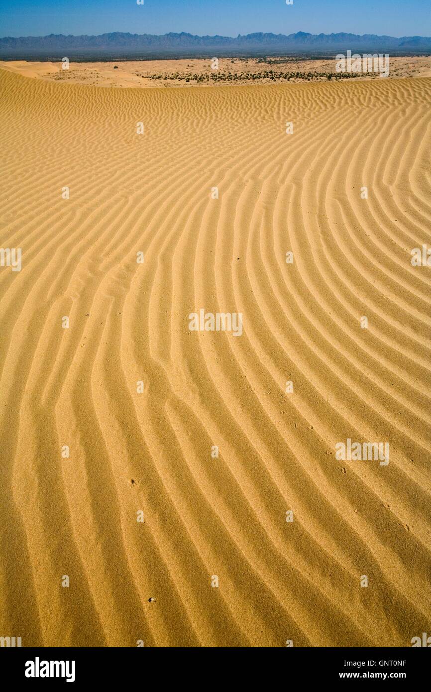 Linee concentriche creato da venti che soffiano a est sulla sabbia fine della Algodones Eccezionale area naturale a est della Imperial Valley, California. Foto Stock