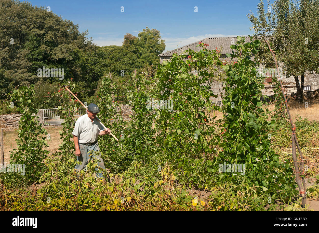 Il frutteto, Dozon, provincia di Pontevedra, nella regione della Galizia, Spagna, Europa Foto Stock