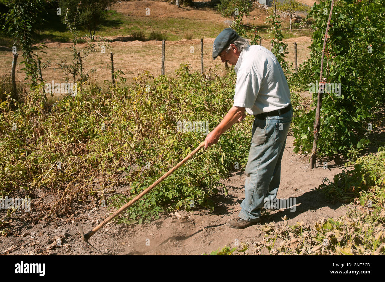 Un agricoltore nel frutteto, Dozon, provincia di Pontevedra, nella regione della Galizia, Spagna, Europa Foto Stock