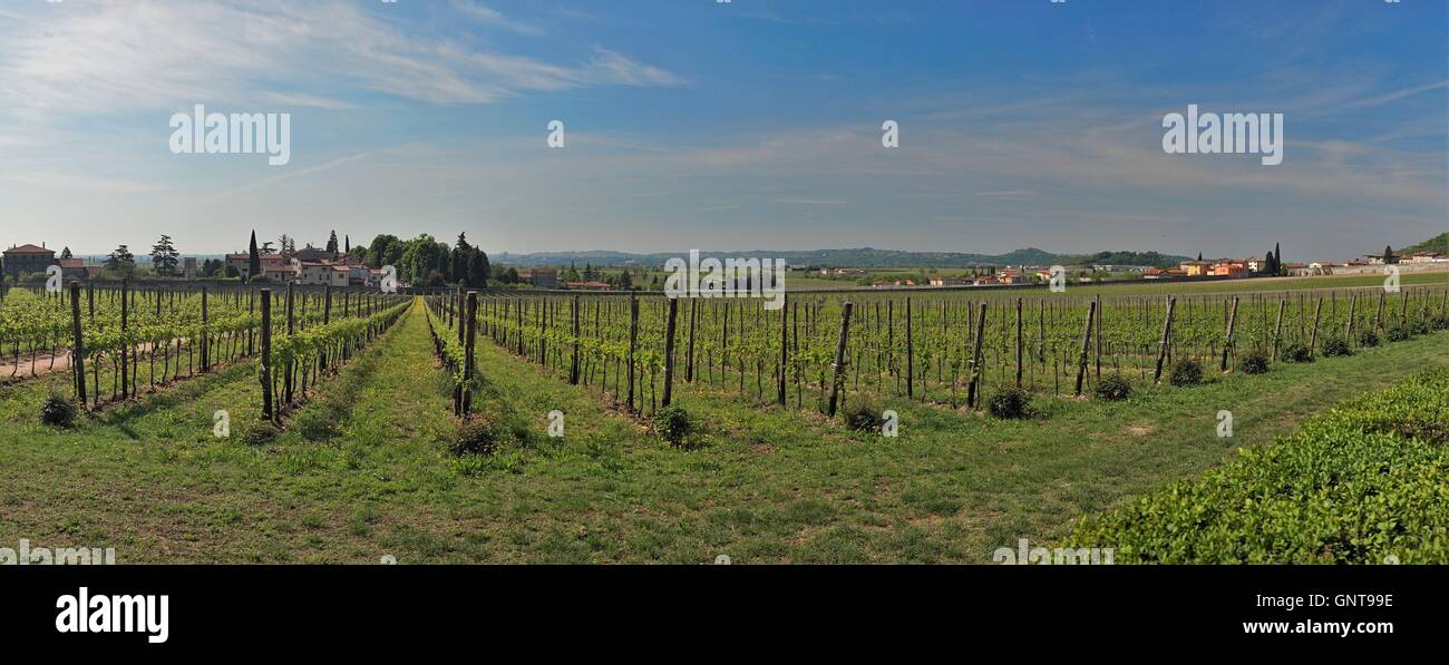 Regione Veneto estate vigneti Foto Stock