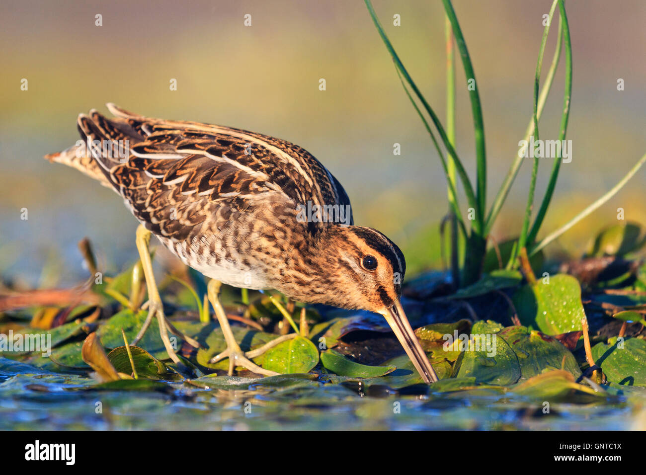 Snipe trae alimento da sotto il fango Foto Stock