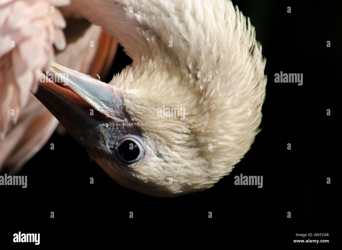 Ritratto di un roseate Spoonbill toelettatura stesso Foto Stock