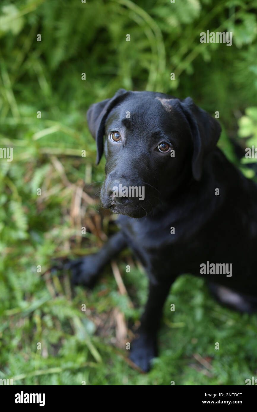 Inglese nero Labrador cucciolo seduto nel lussureggiante verde erba. Foto Stock
