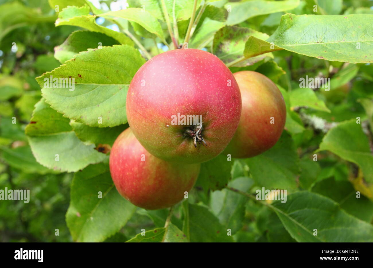 La maturazione delle mele della varietà giullare crescere in un inglese tradizionale con frutteto in giardino - agosto Foto Stock