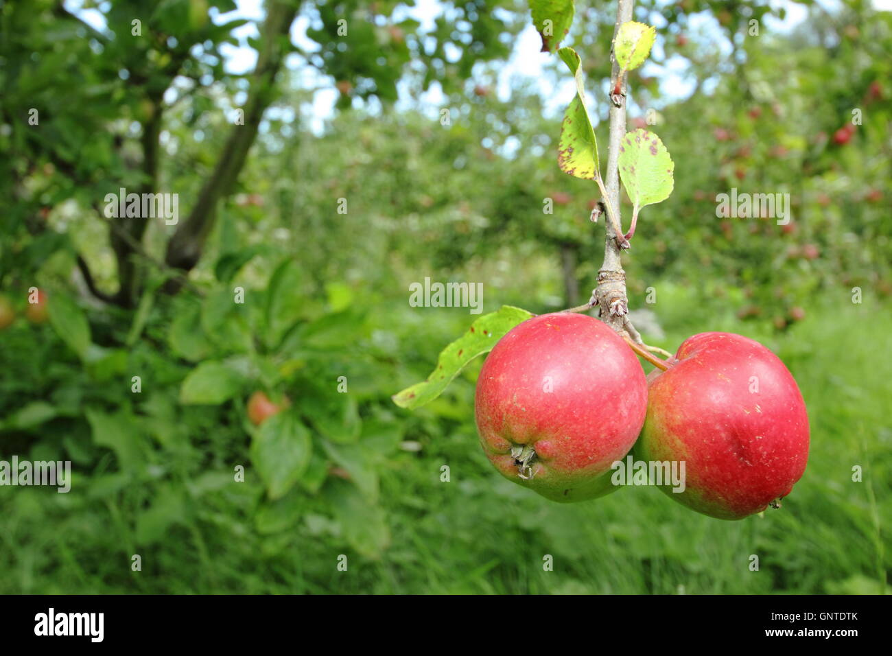 Interessanti le mele rosse dello svedese 'Katy" varietà crescere in un inglese Orchard Garden - agosto Foto Stock