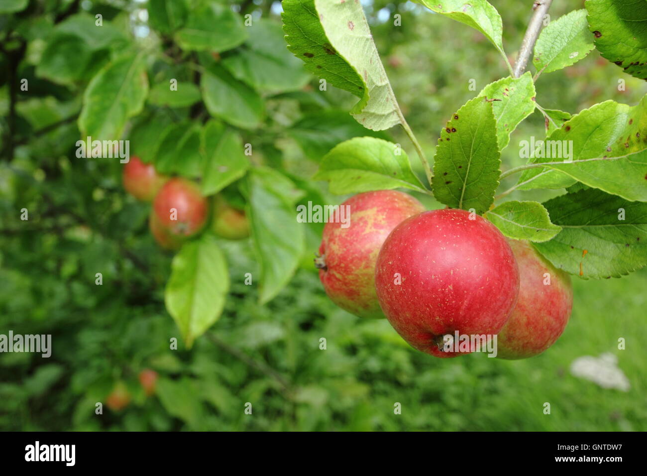 Interessanti le mele rosse dello svedese 'Katy" varietà crescere in un inglese Orchard Garden - agosto Foto Stock