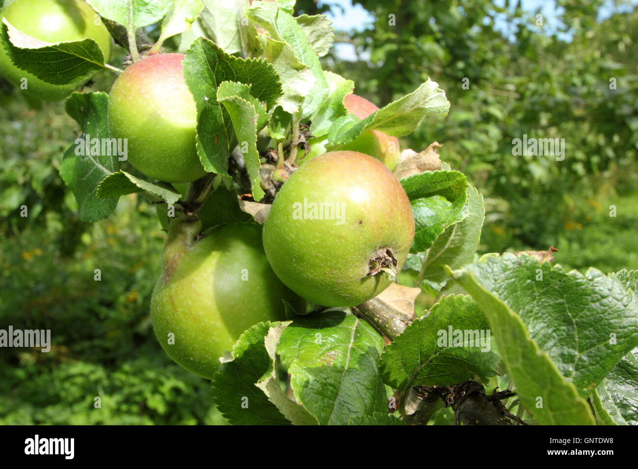 Newton mele meraviglia crescere in un inglese Orchard Garden - agosto Foto Stock