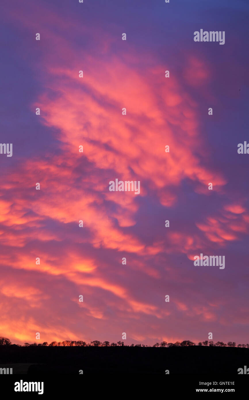 Una linea di alberi in silhouette sotto una colorata blu e rosa sky allo spuntar del giorno Foto Stock