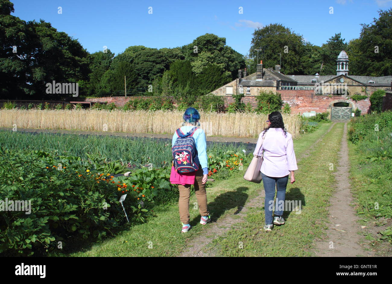 Organici di colture vegetali che crescono in il giardino murato a Wortley Hall di Sheffield South Yorkshire nell Inghilterra del Nord Regno Unito - agosto Foto Stock