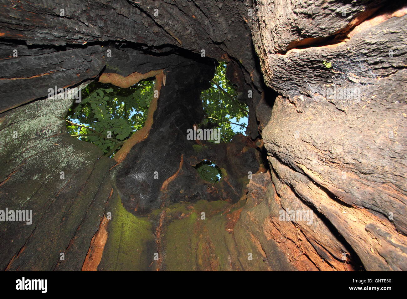Cerca fino alla tettoia in foglia attraverso il tronco cavo di un veterano vivente quercia nello Yorkshire, Inghilterra in una soleggiata giornata d agosto Foto Stock