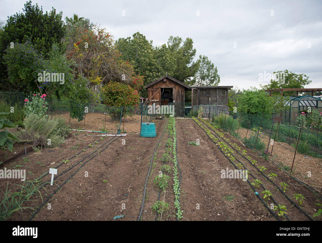 Piccola fattoria Shack colture con linee di irrigazione Foto Stock