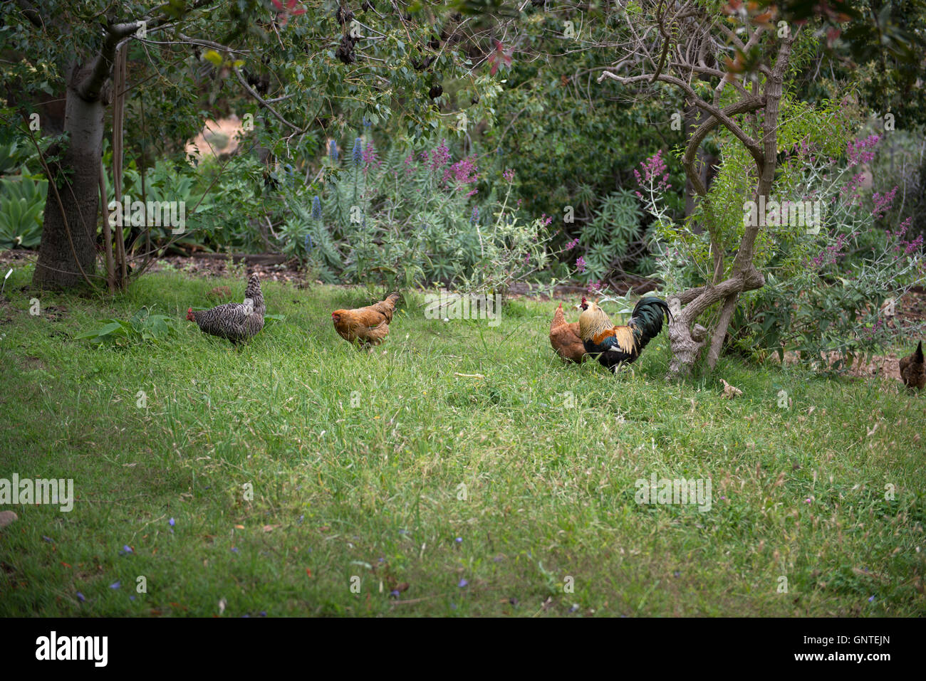 Polli e un gallo cercano cibo su un campo erboso a Olivewood Gardens a National City, in California. Foto Stock