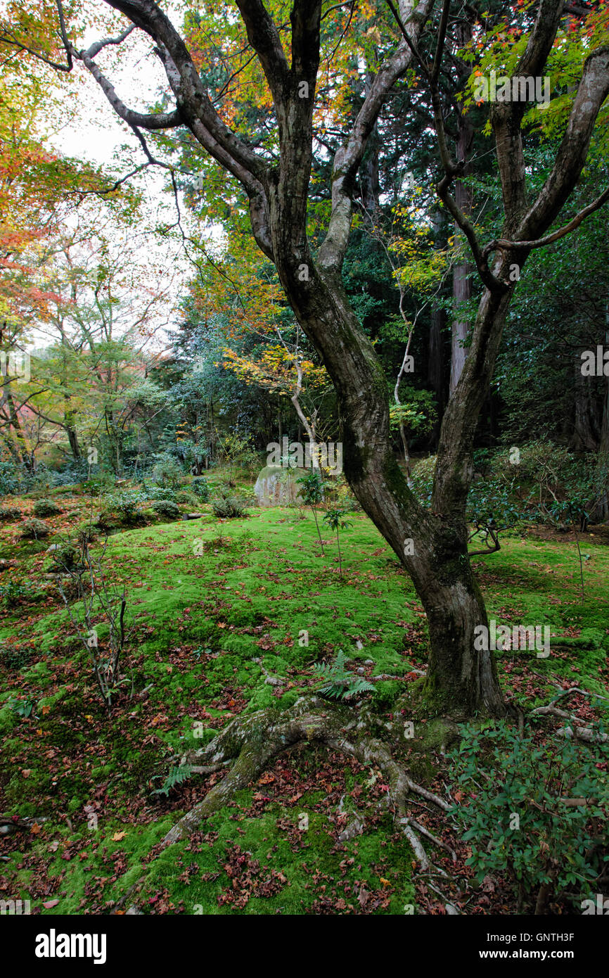 Struttura umida con moss durante l'autunno in una foresta Foto Stock