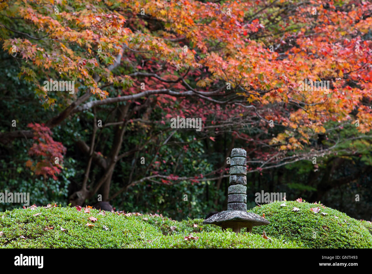 Un giardino durante l'Autunno in Giappone Foto Stock