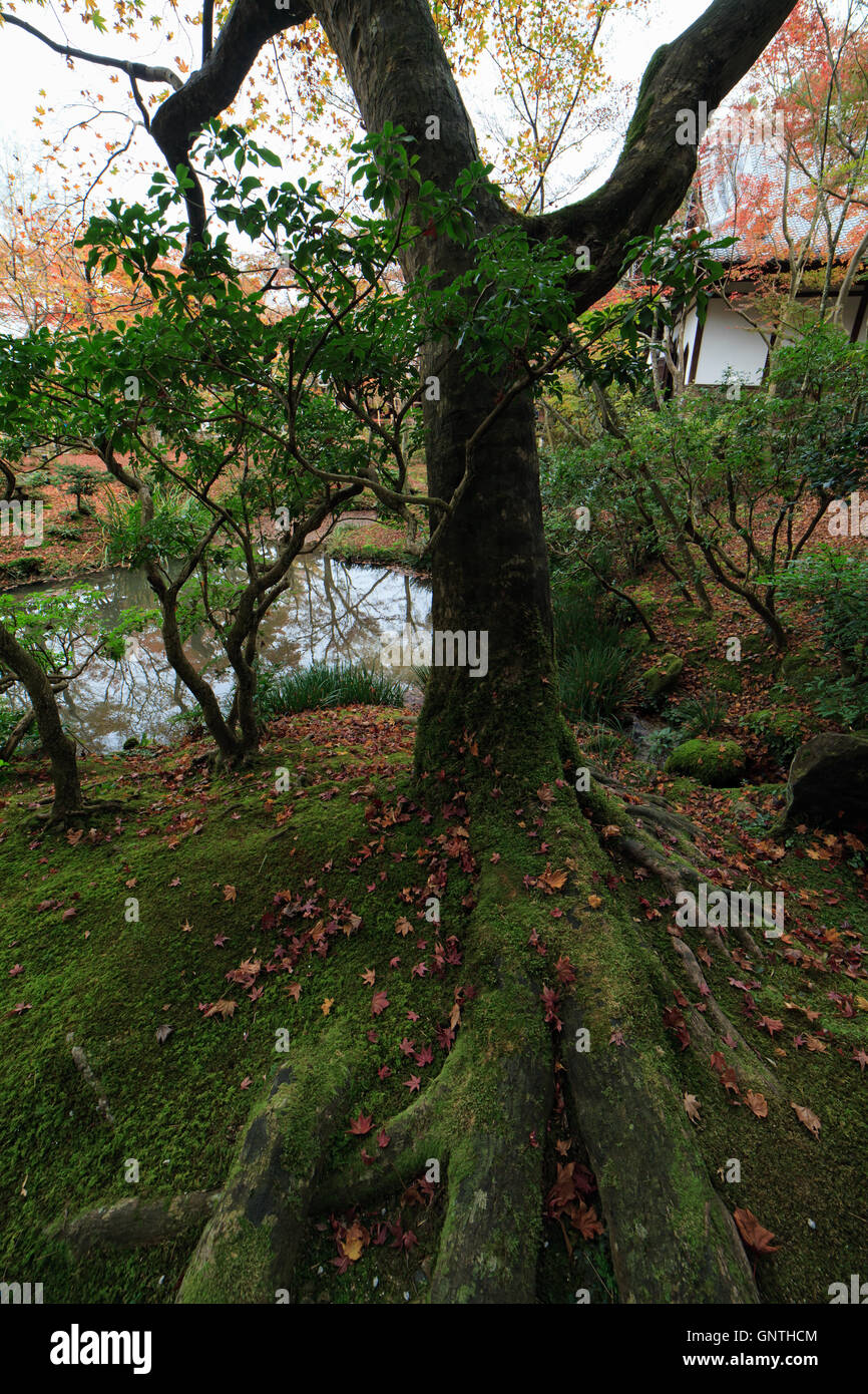 Struttura umida con foglie cadute in autunno a Kyoto in Giappone Foto Stock