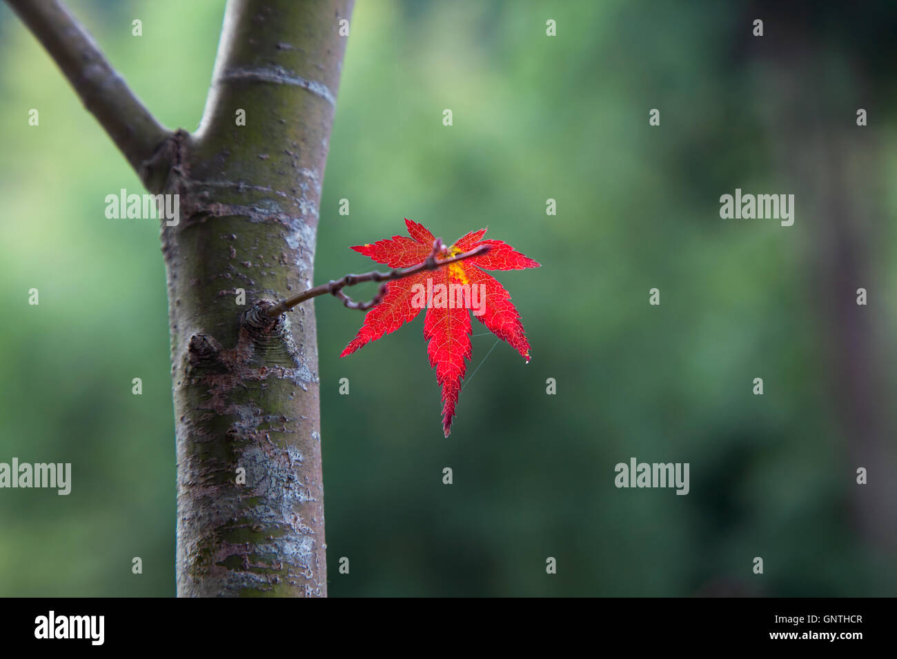 Red maple leaf in una struttura ad albero con sfondo verde Foto Stock
