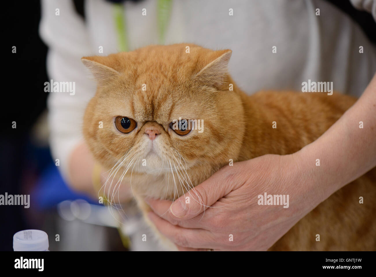 Un meraviglioso color crema British Shorthair ritratto Foto Stock