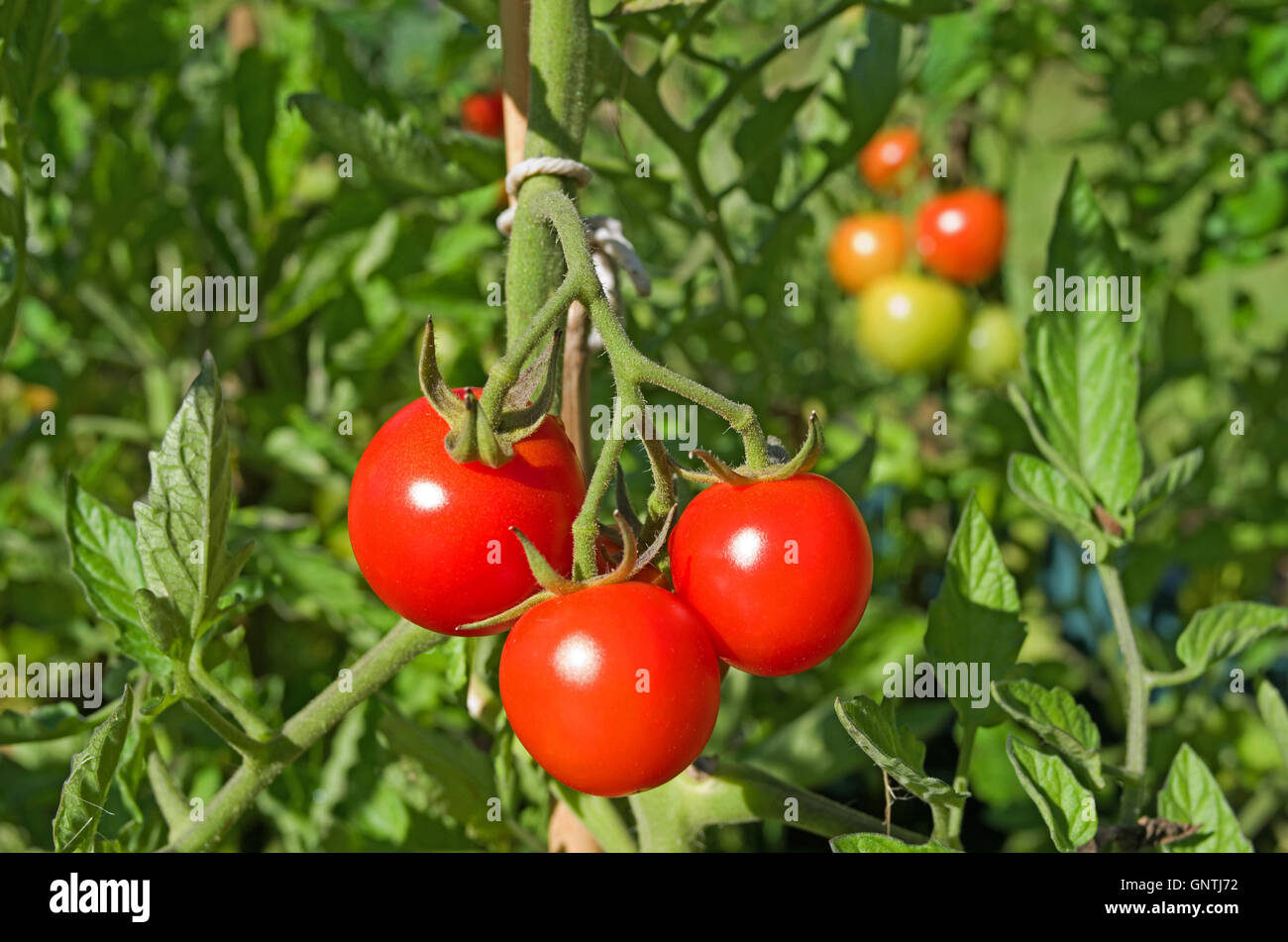 Chiusura del traliccio di colore rosso brillante outdoor pomodori maturazione sulla vite in estate il sole in giardino interno, Cumbria Inghilterra England Foto Stock