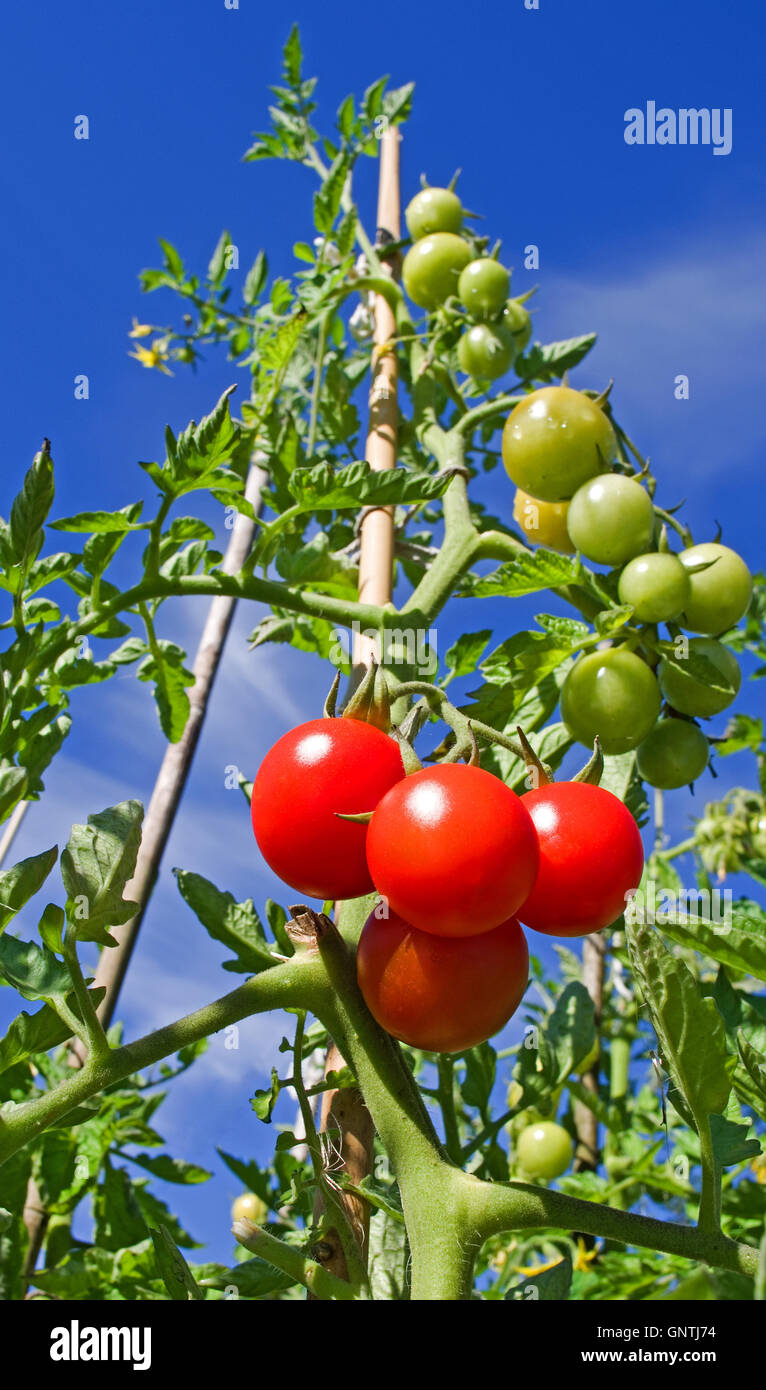 Guardando verso l'alto a tall puntellato di piante di pomodoro che cresce in giardino in estate sole contro il profondo cielo blu, 4 pomodori maturi a base. Foto Stock