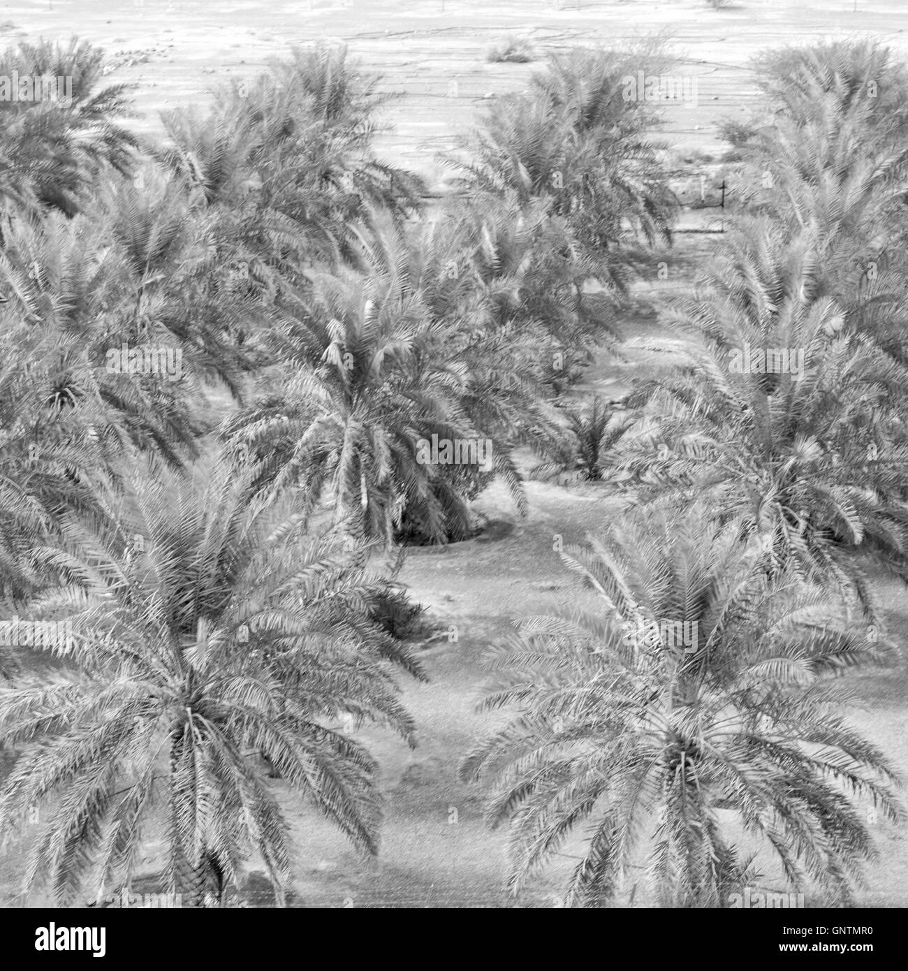 E la coltivazione della palma da frutto in alto nel giardino di Oman Foto Stock