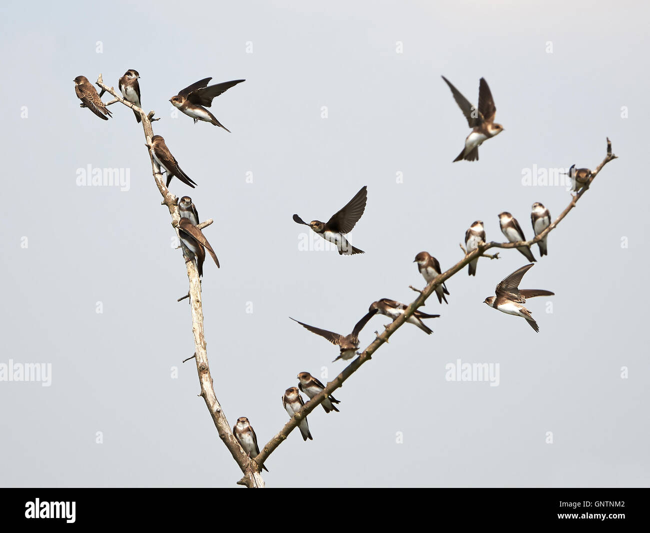 Gregge di sabbia Martins lo sbarco e la seduta sui rami Foto Stock