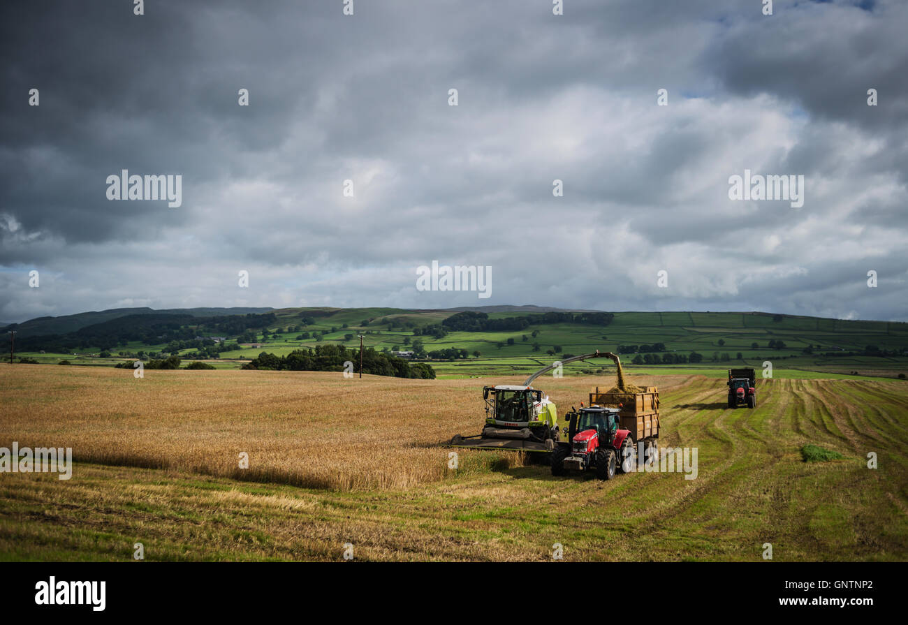 Portando il raccolto, primo giorno di autunno, Yorkshire Dales, UK. Foto Stock