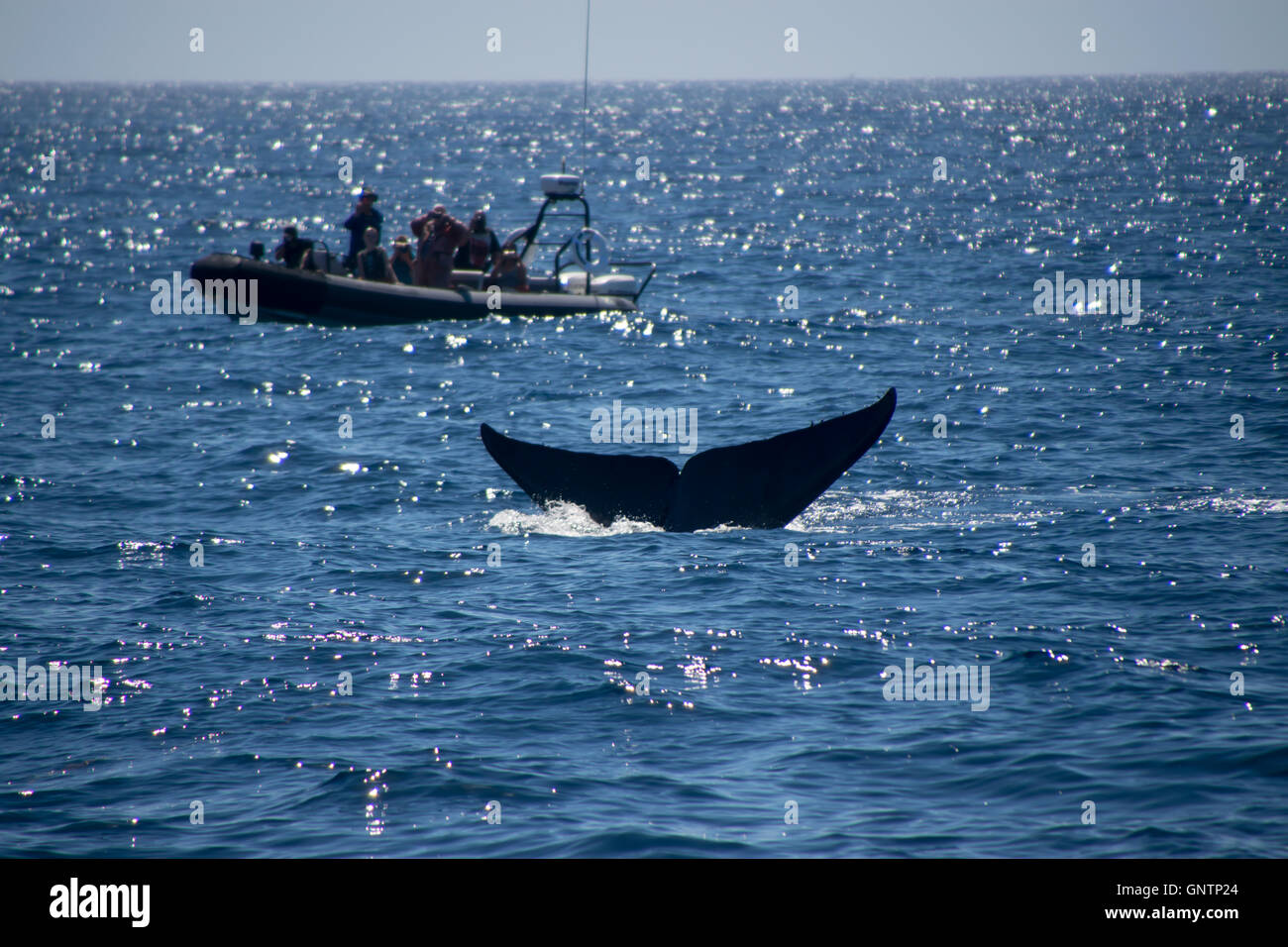 Ultimo secondo prima di rara balena blu scompare giù per le profondità dell'oceano. Foto Stock