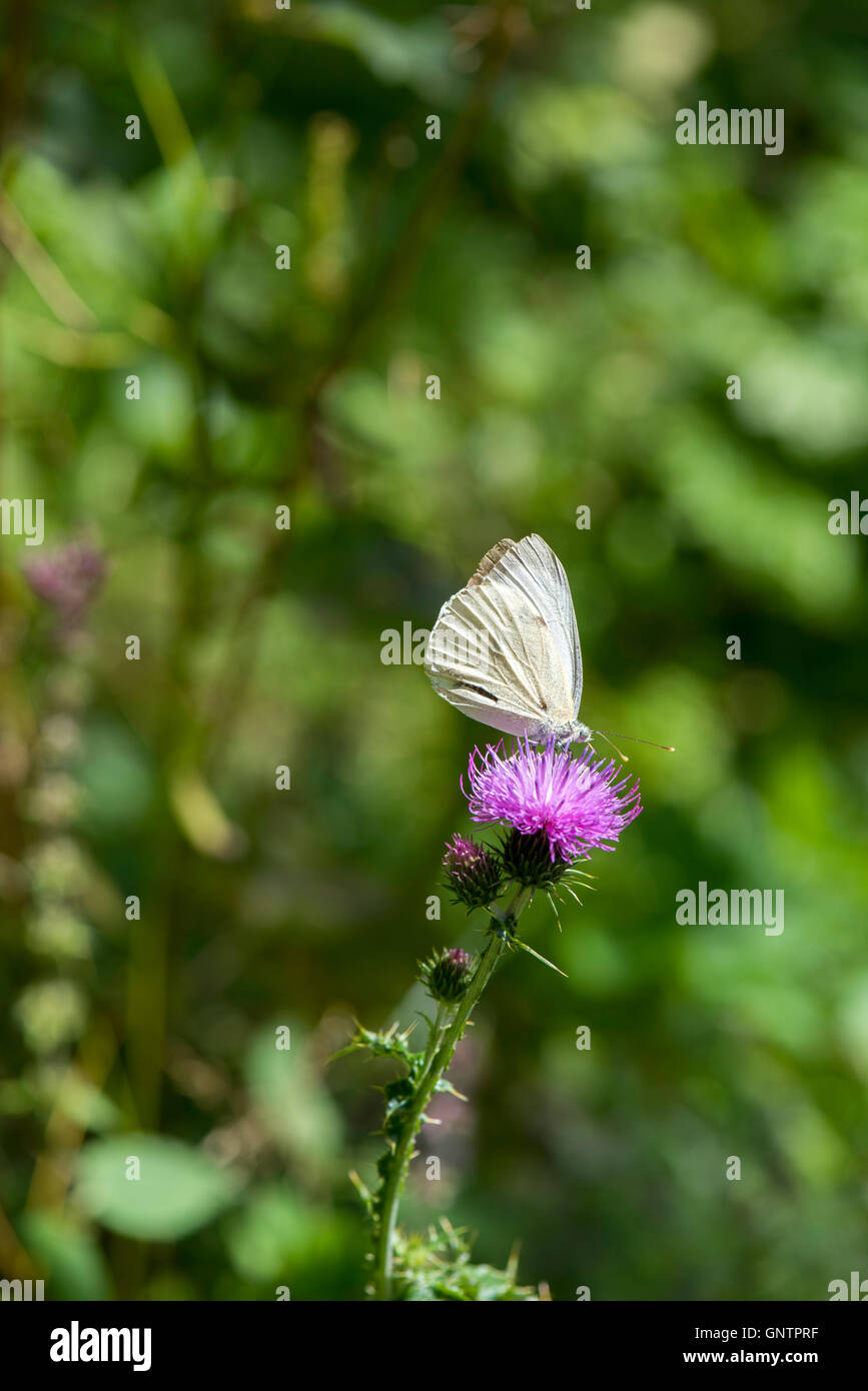 Farfalla bianca su viola dei fiori di montagna, Abruzzo, Italia Foto Stock