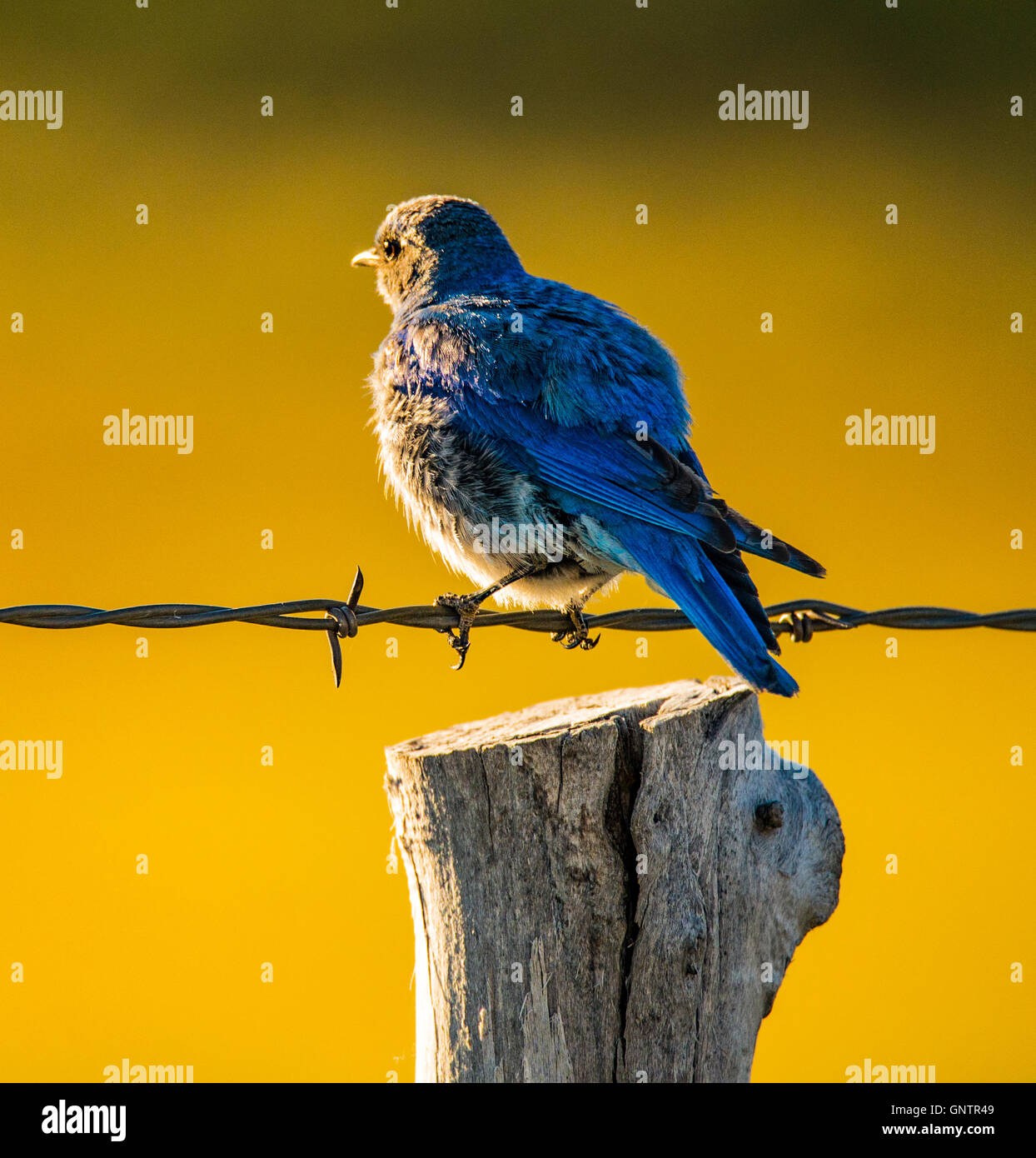 Montagna maschio Blue Bird nella luce del mattino appollaiato sul filo di recinzione, Idaho membro Bird, STATI UNITI D'AMERICA, Idaho Foto Stock