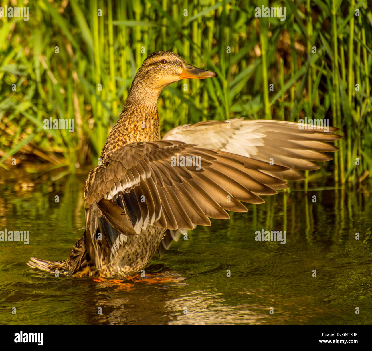 Close-up di Mallard duck femmina sbattimenti le sue ali in natura pond Idaho, Stati Uniti d'America Foto Stock