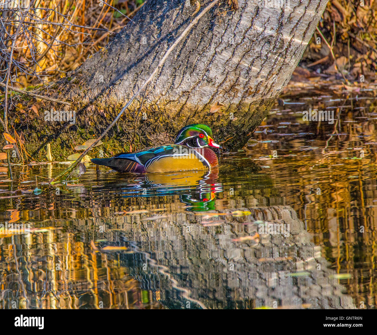 In legno colorato piscina d'anatra in natura lo stagno, Idaho, Stati Uniti d'America Foto Stock