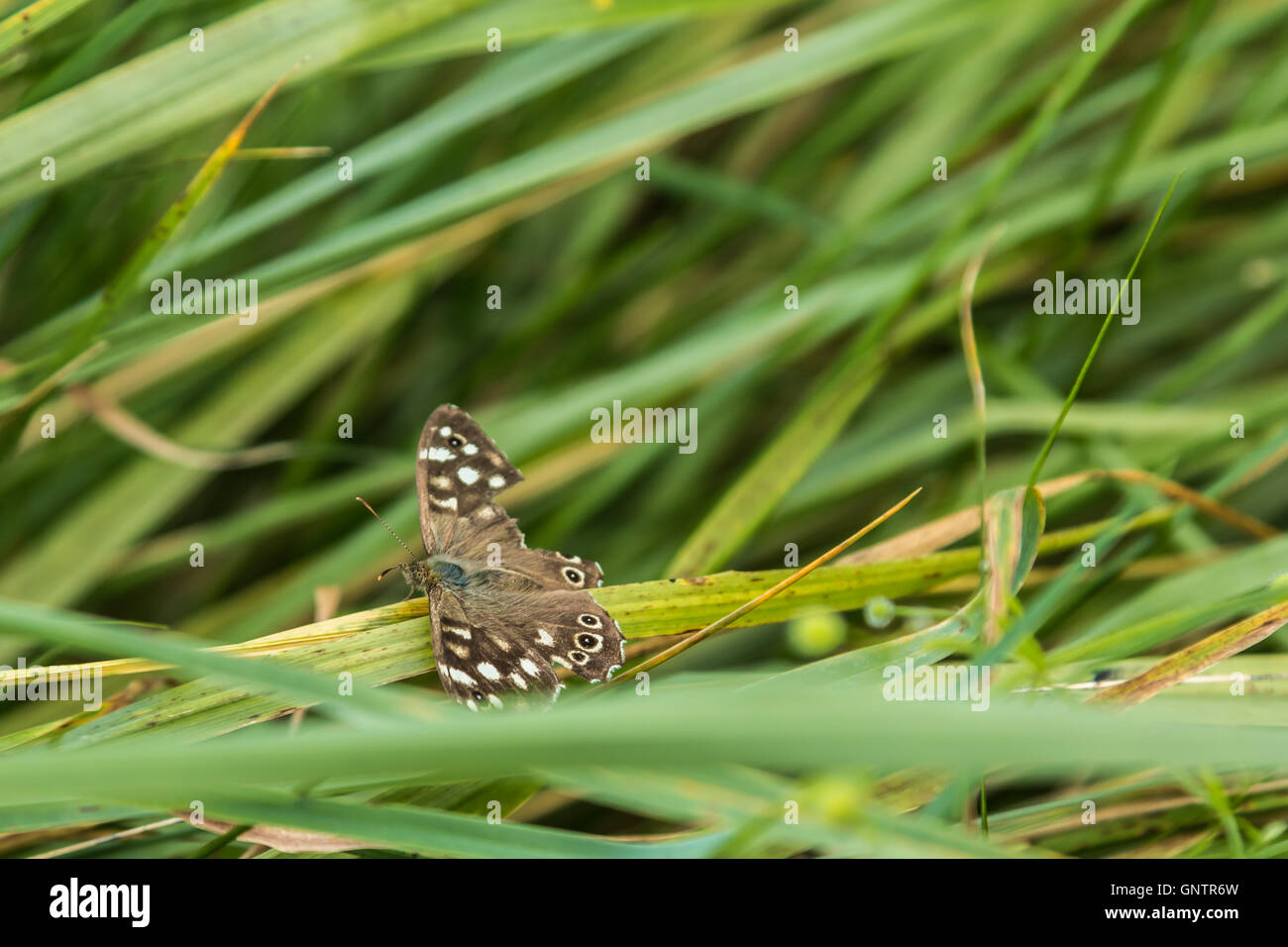 Piante, Insetti e fiori Foto Stock