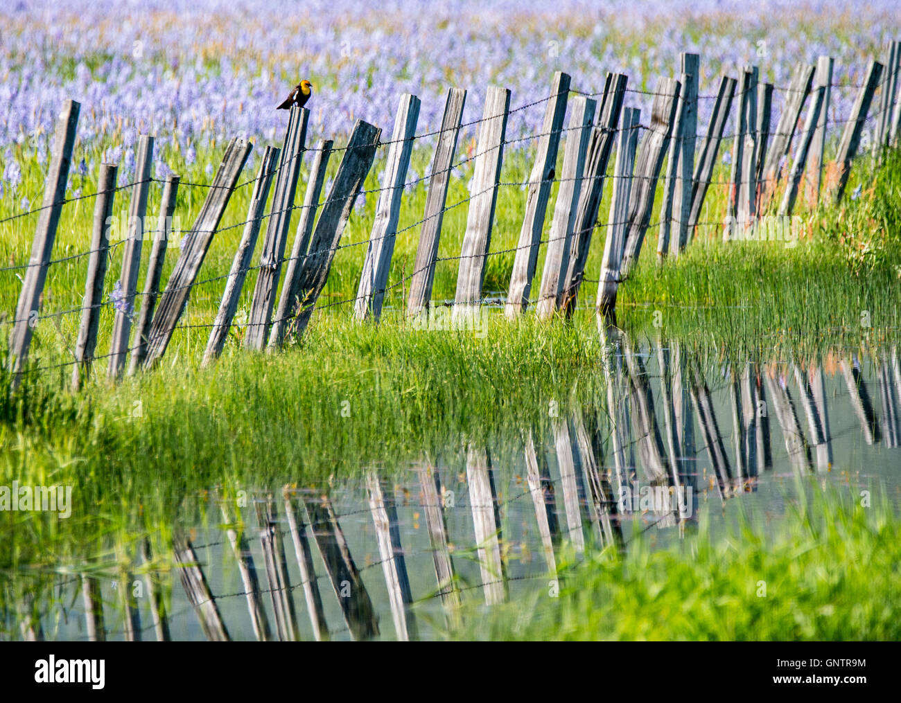 Testa gialla black bird arroccato su un vecchio recinto in legno e riflettendo in Camas Prairie Wildlife Marsh, Idaho, Stati Uniti d'America Foto Stock