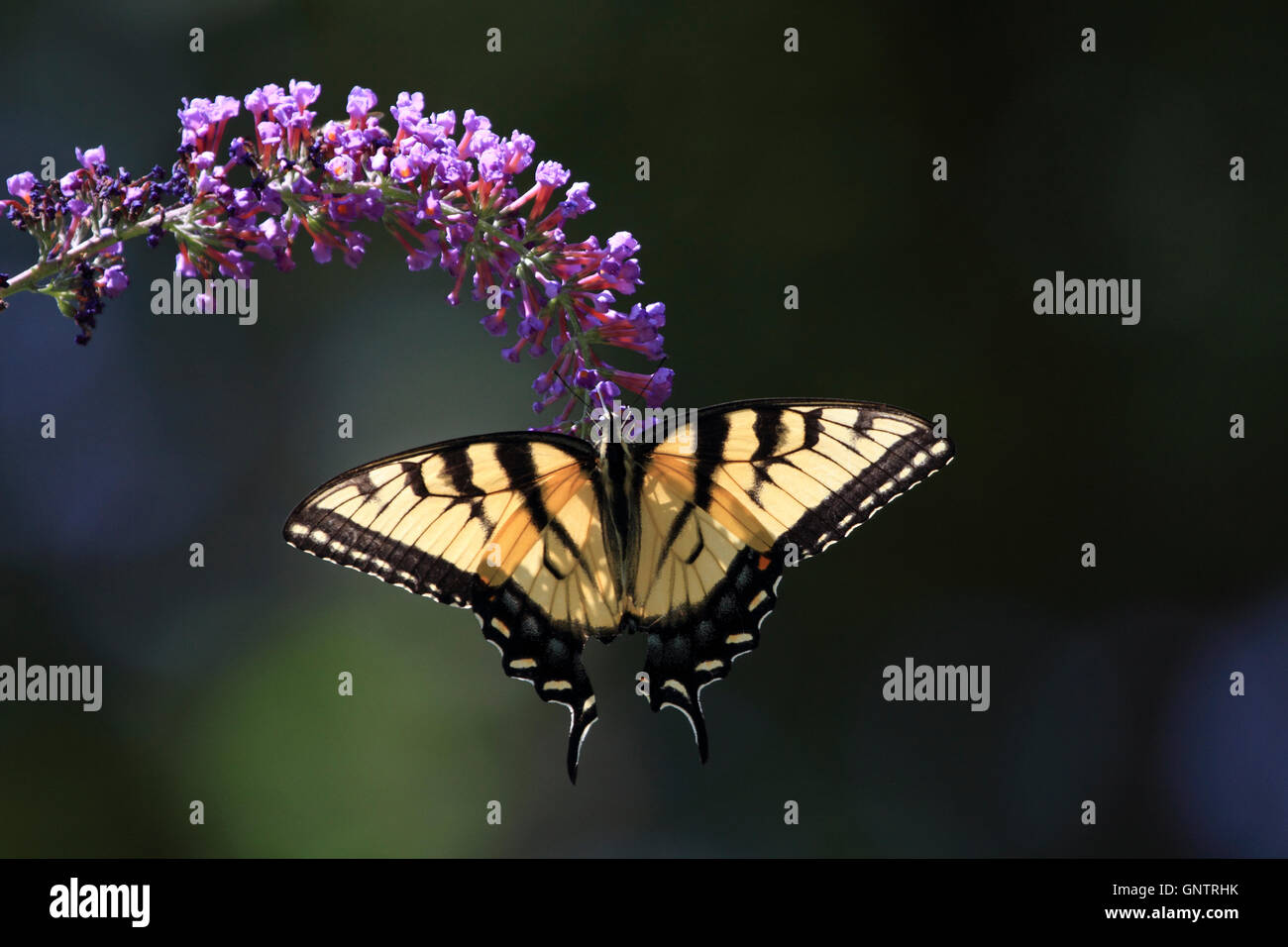 Tigre orientale a coda di rondine, butterfly Papilio glaucus, alimentazione su un butterfly bush. Verona, New Jersey, STATI UNITI D'AMERICA Foto Stock