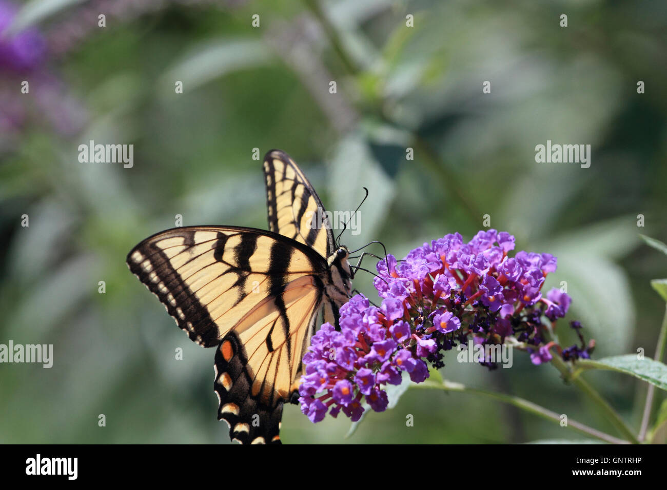 Tigre orientale a coda di rondine, butterfly Papilio glaucus, alimentazione su un butterfly bush. Verona, New Jersey, STATI UNITI D'AMERICA Foto Stock