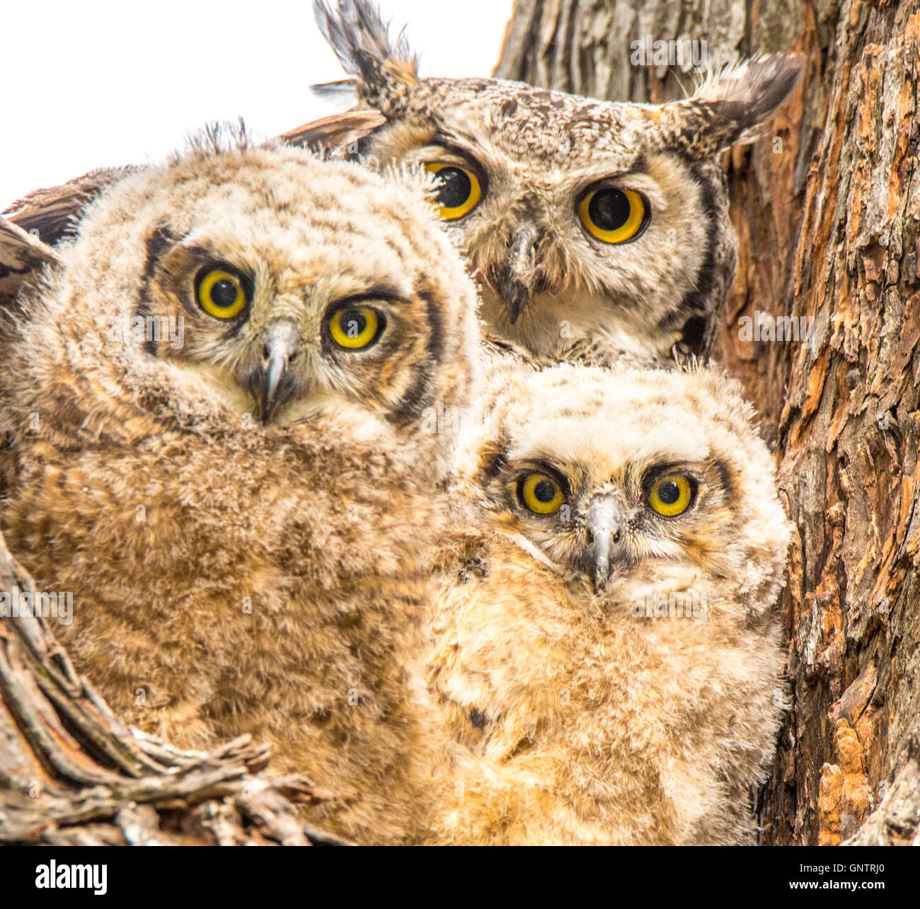 Grande Gufo cornuto e il nuovo nato Owlets appollaiato in una cavità della struttura, USA, Idaho Foto Stock