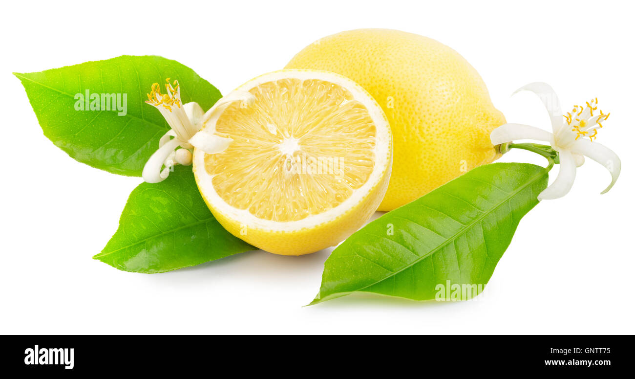 Limoni isolato su uno sfondo bianco. Foto Stock