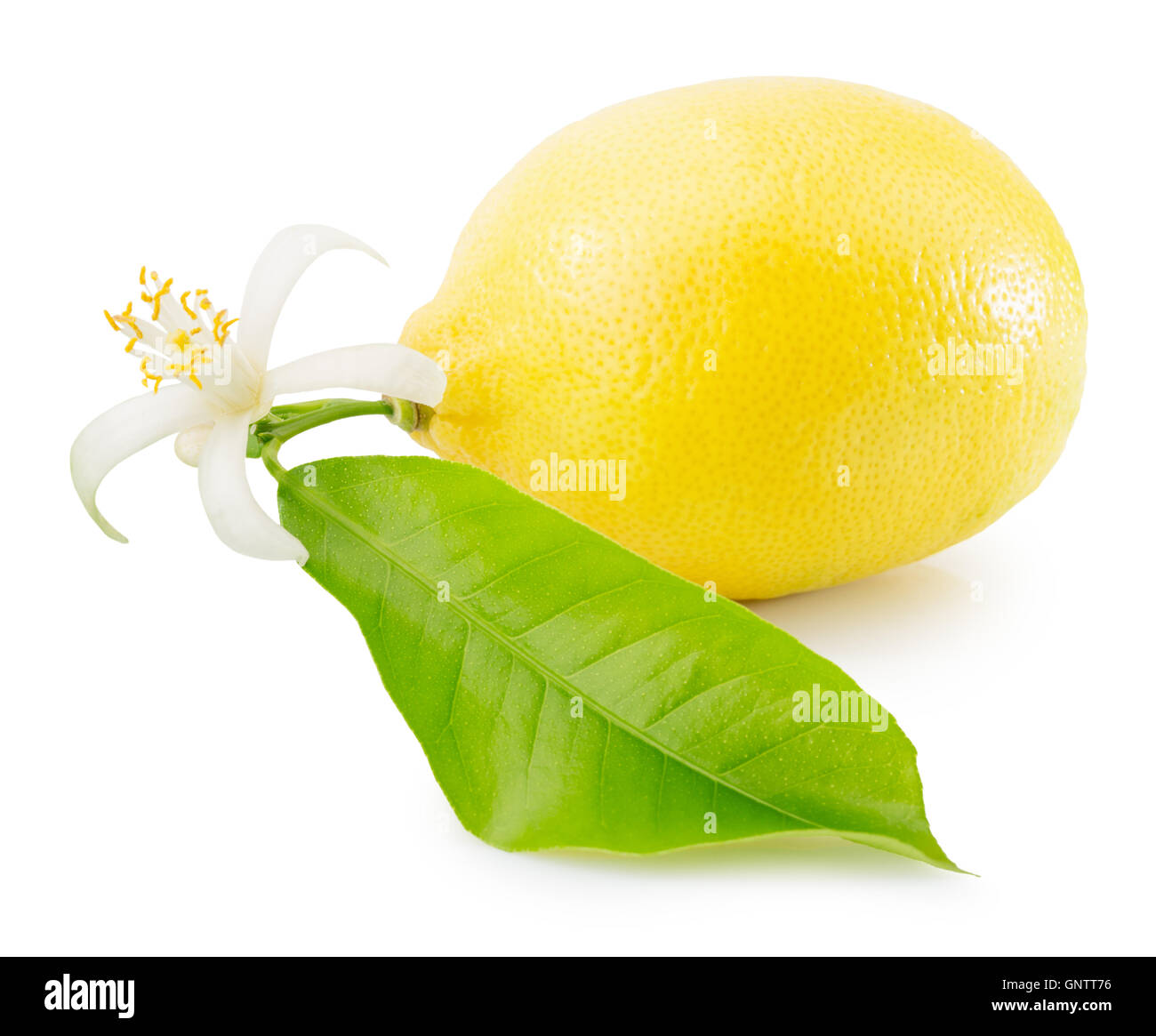 Limone isolata su uno sfondo bianco. Foto Stock