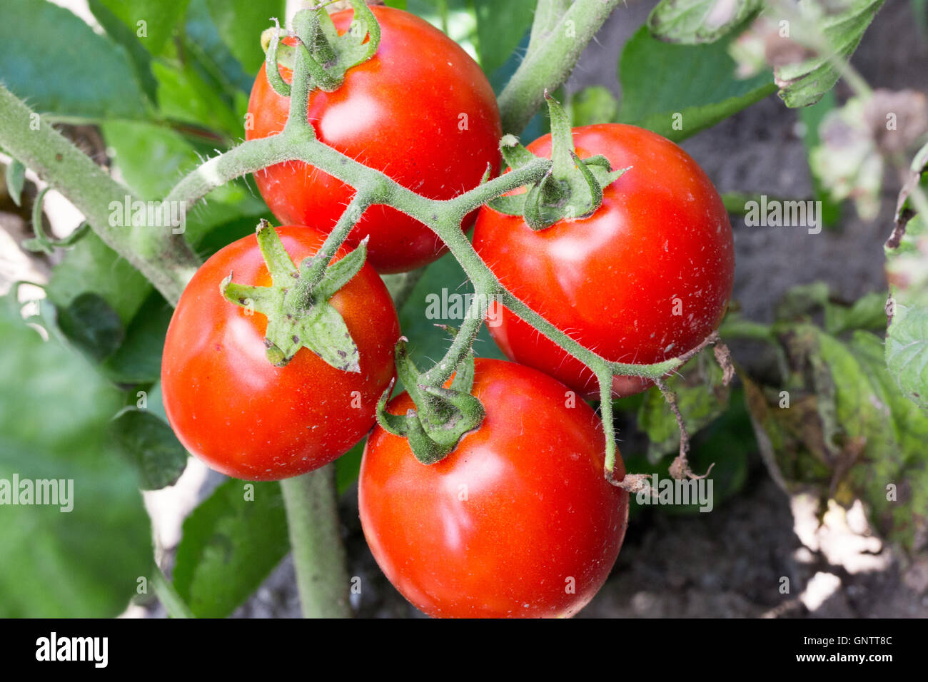 Close up di pomodori. Foto Stock