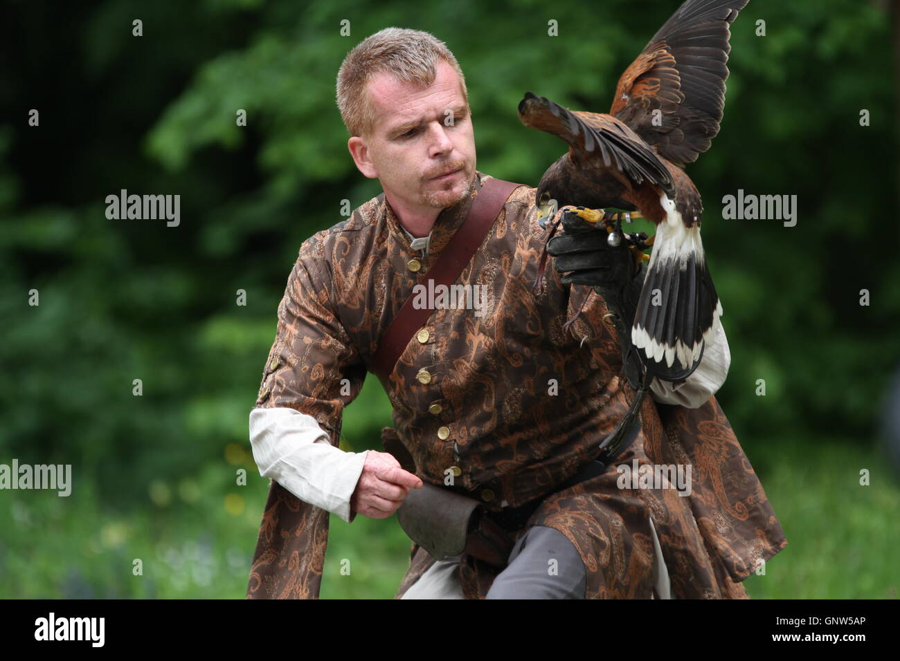 Falconer con la sua hawk (Parabuteo unicinctus). Foto Stock