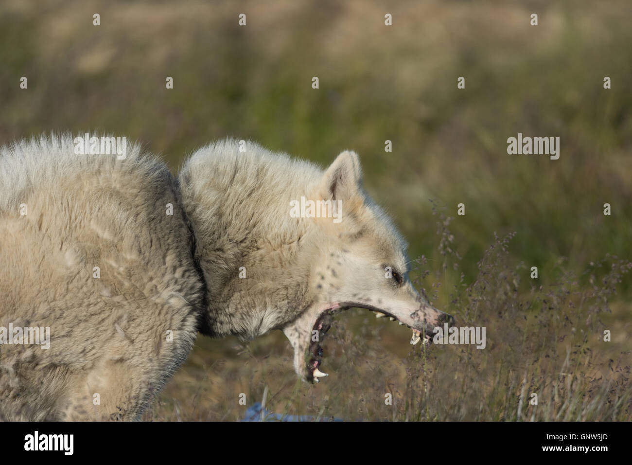 Groenlandia Sisimiut cane, la Groenlandia. Queste razze sono molto diverse dal huskies ho incontrato in Alaska e Isole Svalbard Foto Stock