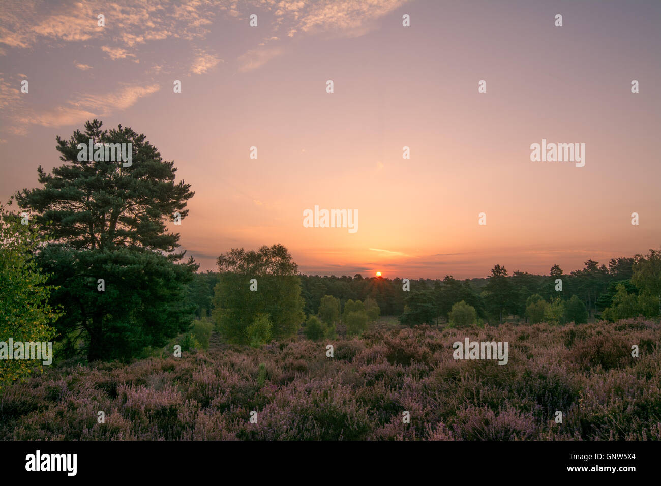 Vista su Witley comune, Surrey, Inghilterra, al sorgere del sole in estate con heather in fiore Foto Stock