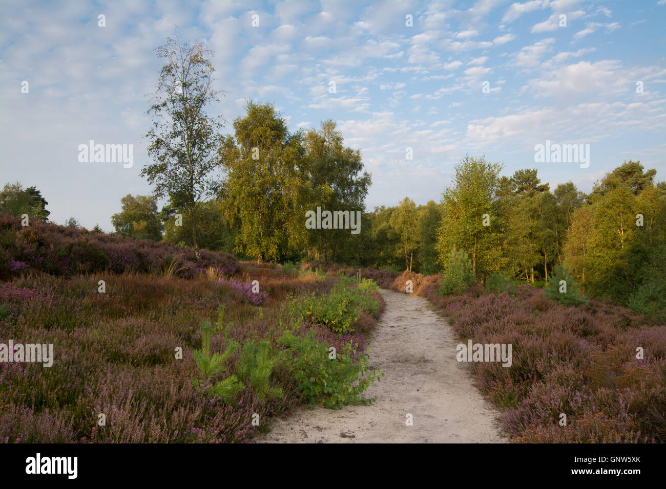 Vista su Witley comune, Surrey, Inghilterra, in estate con heather in fiore. Surrey Hills Area di straordinaria bellezza naturale. Foto Stock