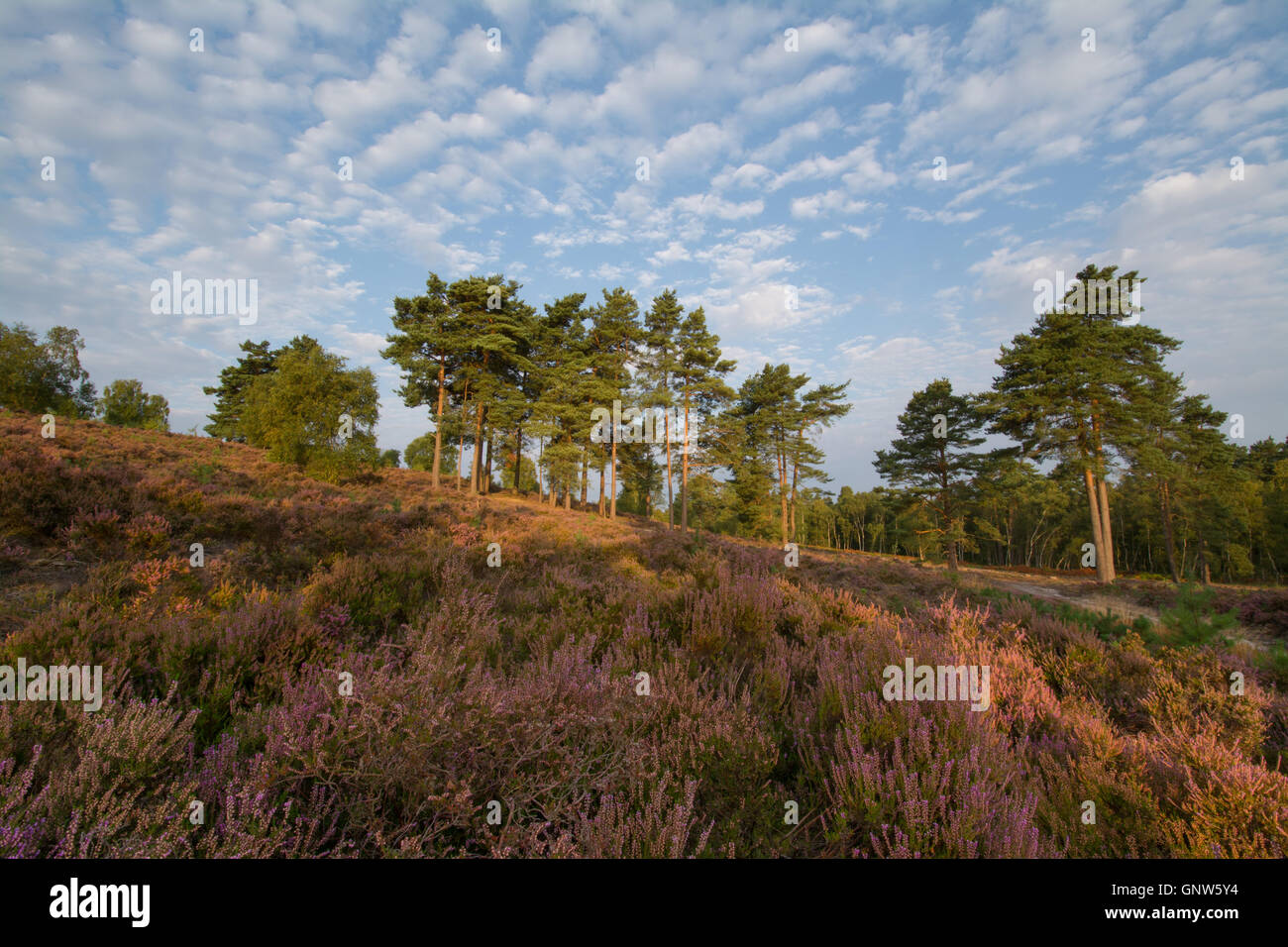 Vista su Witley comune, Surrey, Inghilterra, in estate con heather in fiore. Surrey Hills Area di straordinaria bellezza naturale. Foto Stock