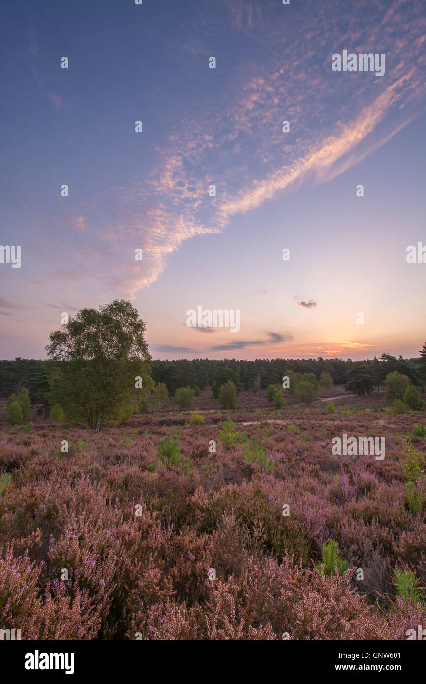 Vista su Witley comune, Surrey, Inghilterra, al sorgere del sole in estate con heather in fiore. Surrey Hills Area di straordinaria bellezza naturale. Foto Stock