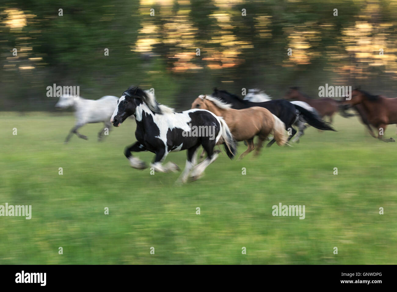WY00904-00...WYOMING - cavalli al CM Ranch vicino a Dubois. Foto Stock
